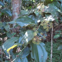 Smilax perfoliata Lour.